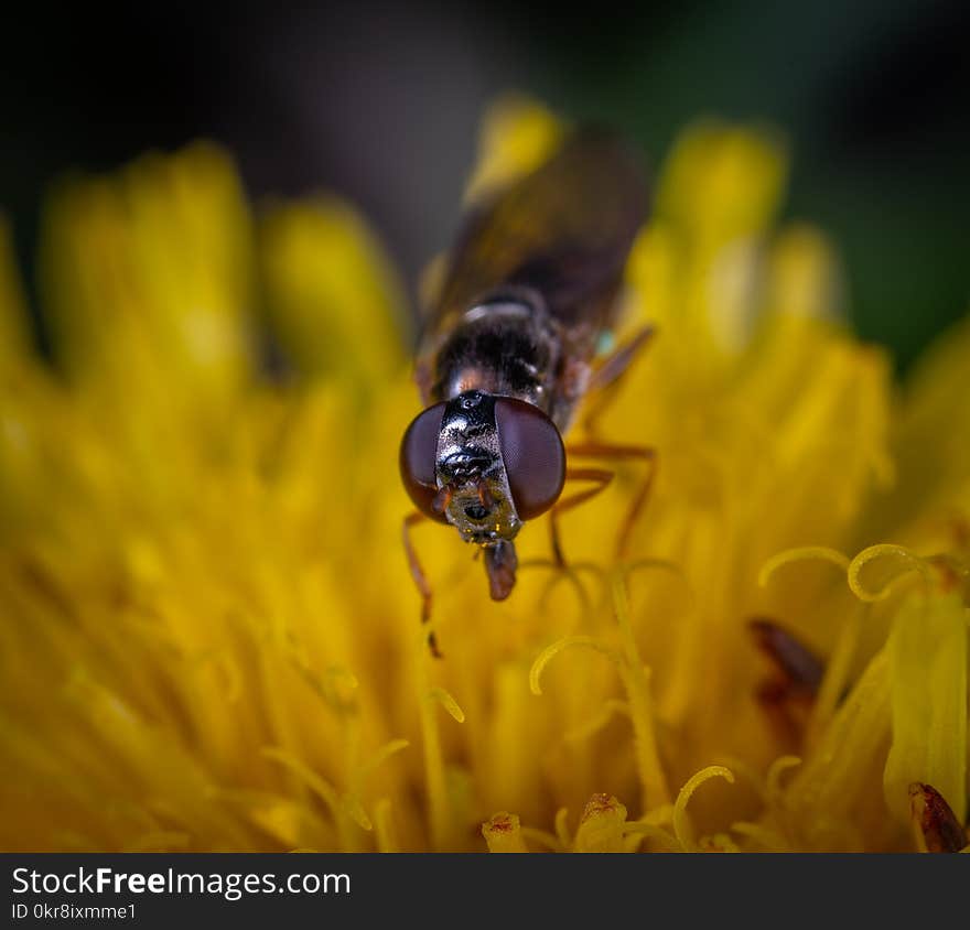 Black Fly on Yellow Petaled Flower