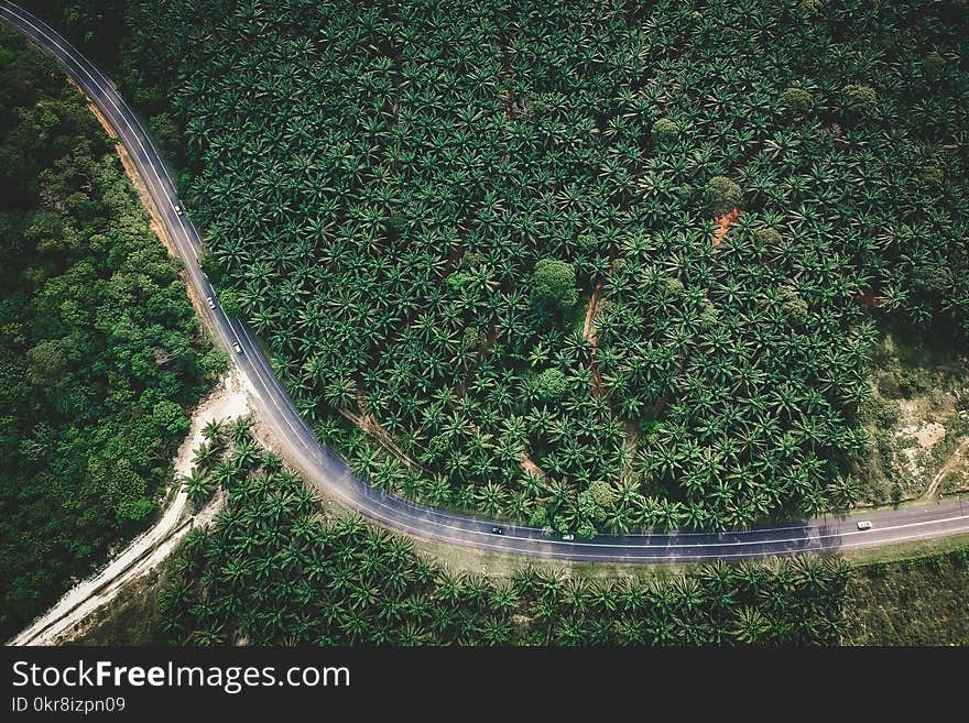 Green Trees