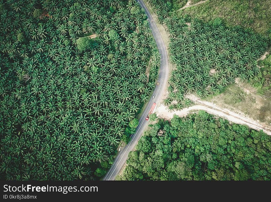 Top View Photography of Field of Palm Tree