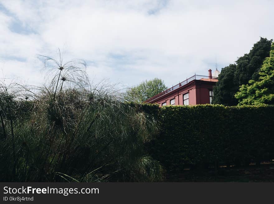 Photo of Green Grass Plant