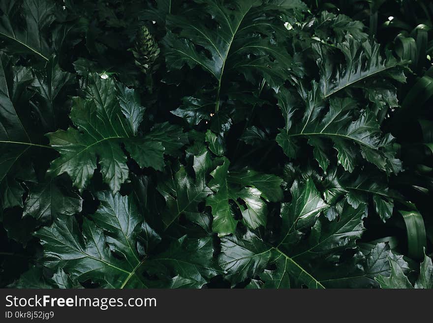 Green Leaf Plant