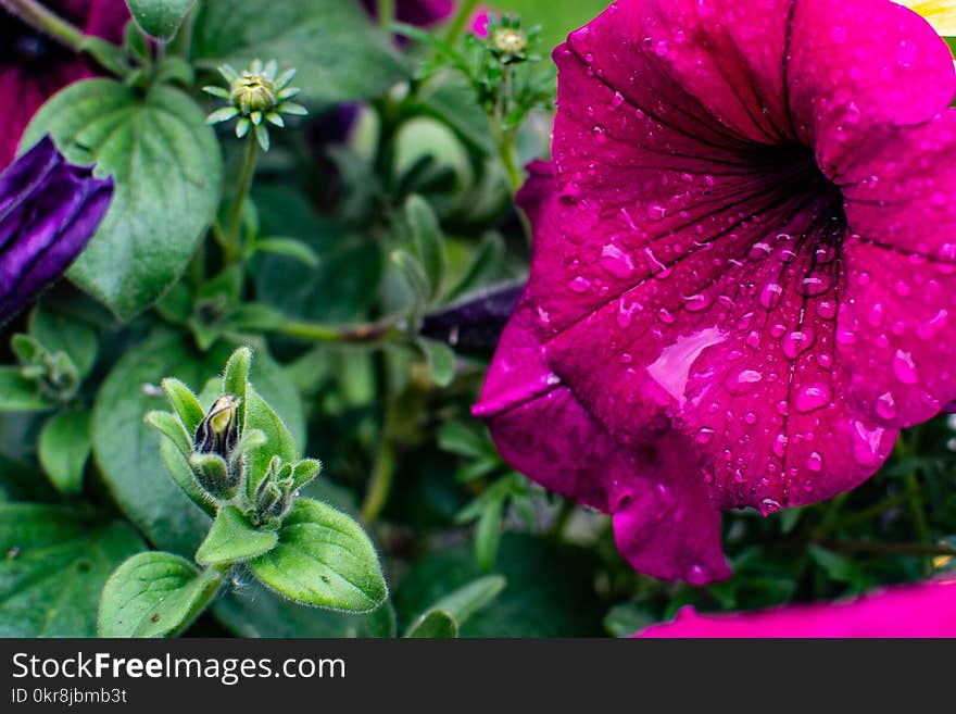 Close-Up Photography of Petunia Flower