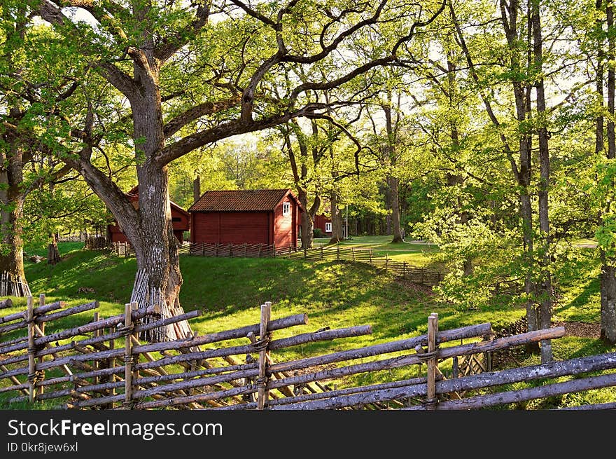 House Surrounded With Trees