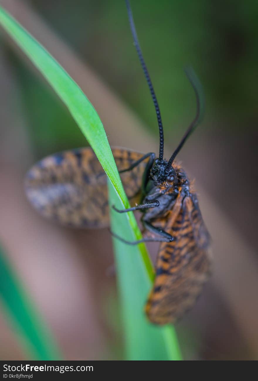 Brown and Black Winged Insect on Green Leaf Plant