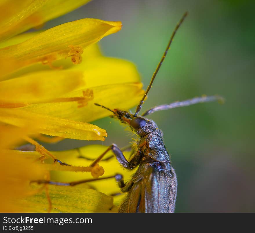 Brown Long-horned Insect on Yellow Petaled Flower