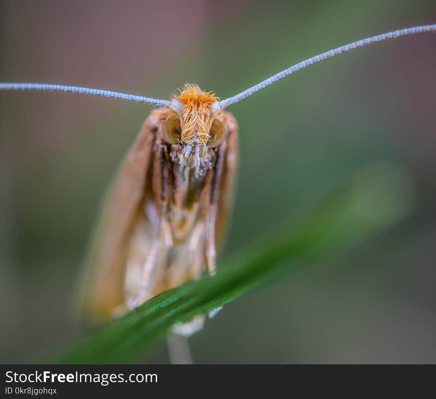 Macro Shot Photography of Brown Insect