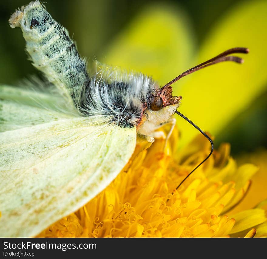 Butterfly on Yellow Petaled Flower