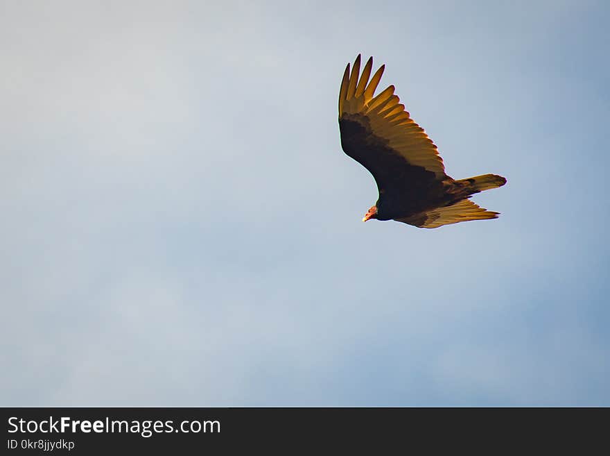 Brown and Yellow Bird Flying in the Sky