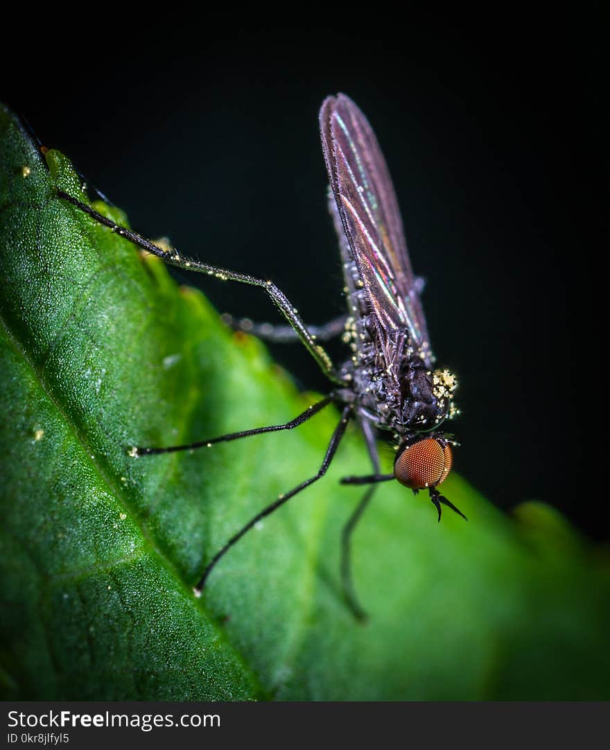 Macro Photography of Black Mosquito