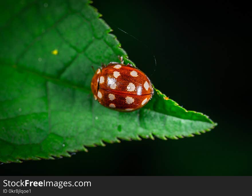 Macro Photography of Red Ladybug