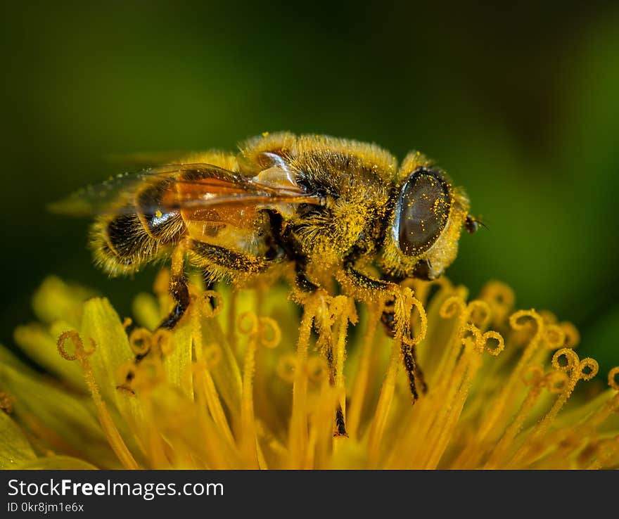 Macro Photography of Honey Bee on Petaled Flower