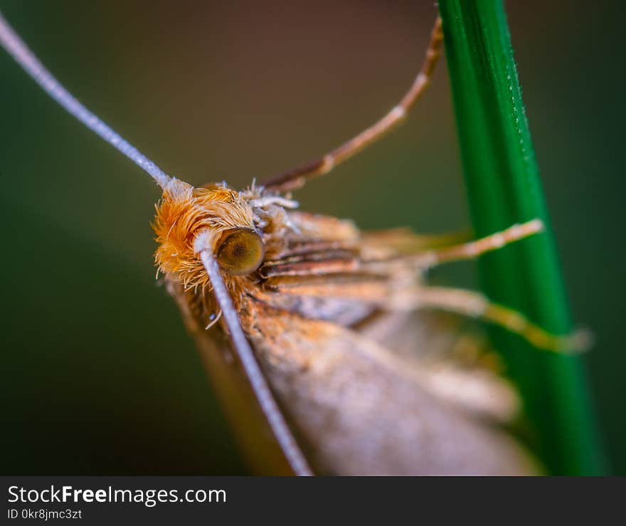 Brown Winged Insect on Green Leaf Plant