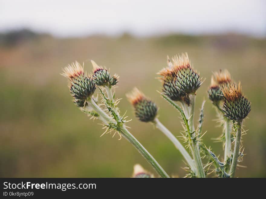 Selective Focus Photo of Green Thistle Buds at Daytime