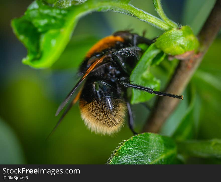 Orange and Black Winged Insect on Green Leaf Plant