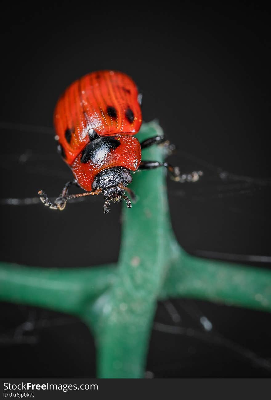 Ladybug on Green Leaf Plant