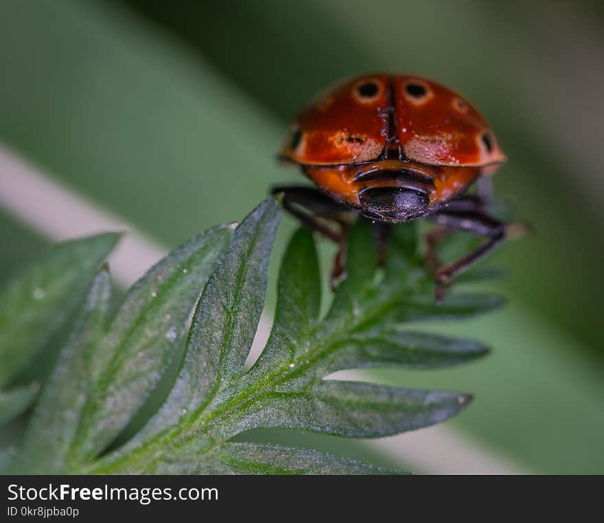 Close-up Photography of Red and Black Ladybug