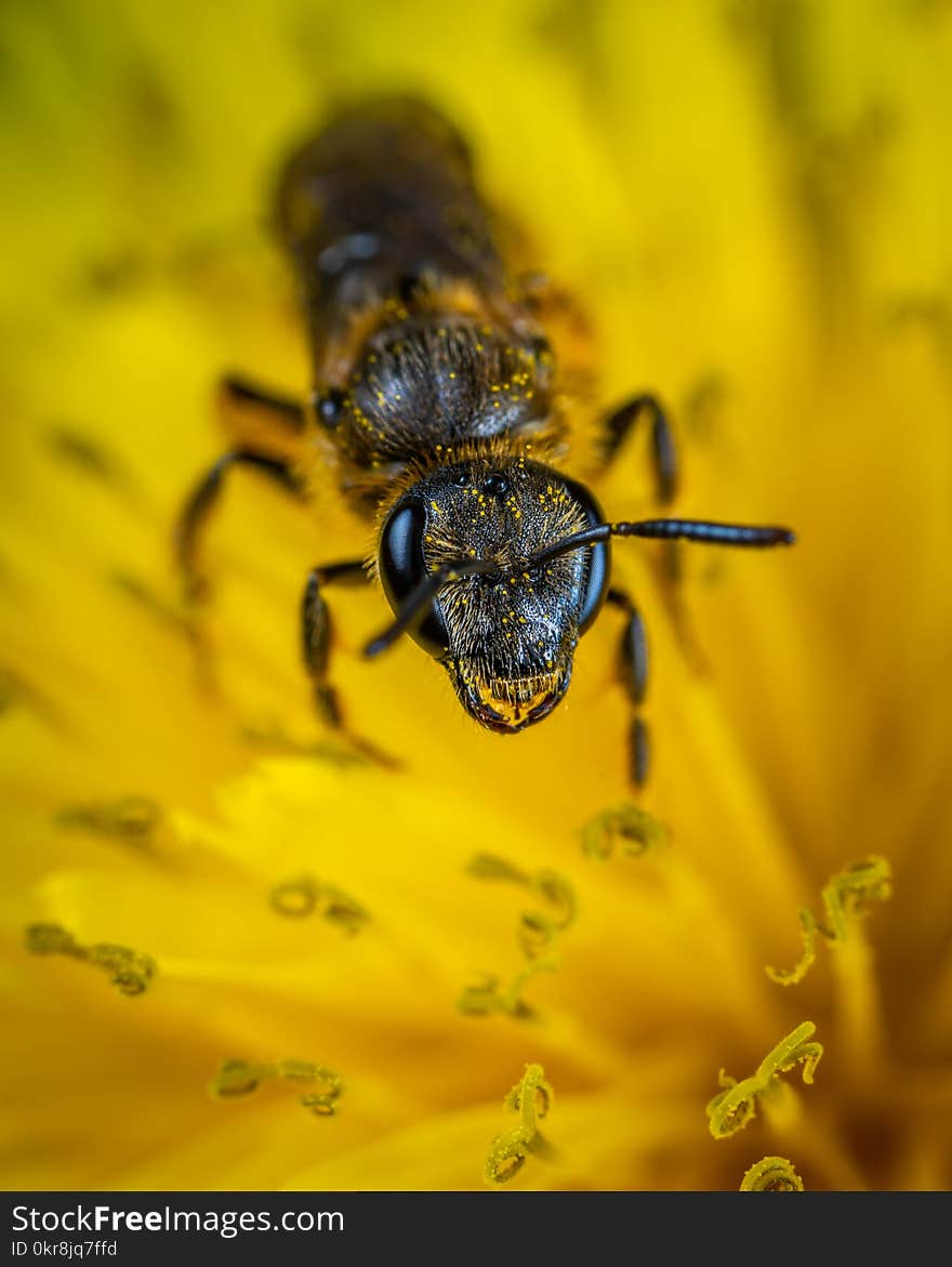 Black Ant on Yellow Petaled Flower