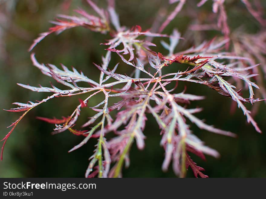 Selective Focus Photo of Green-and-maroon Leaves at Daytime