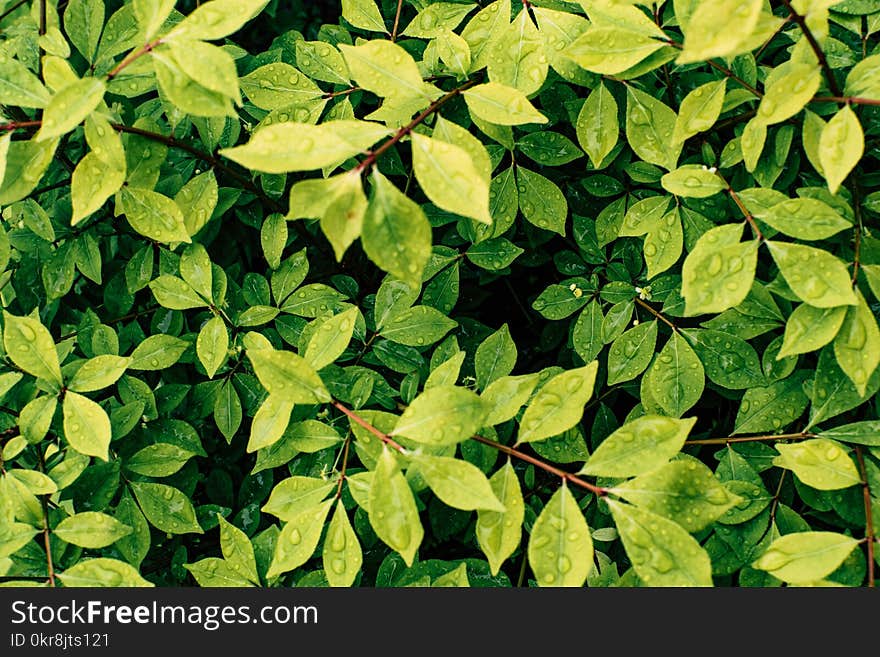 Green Leafed Plant