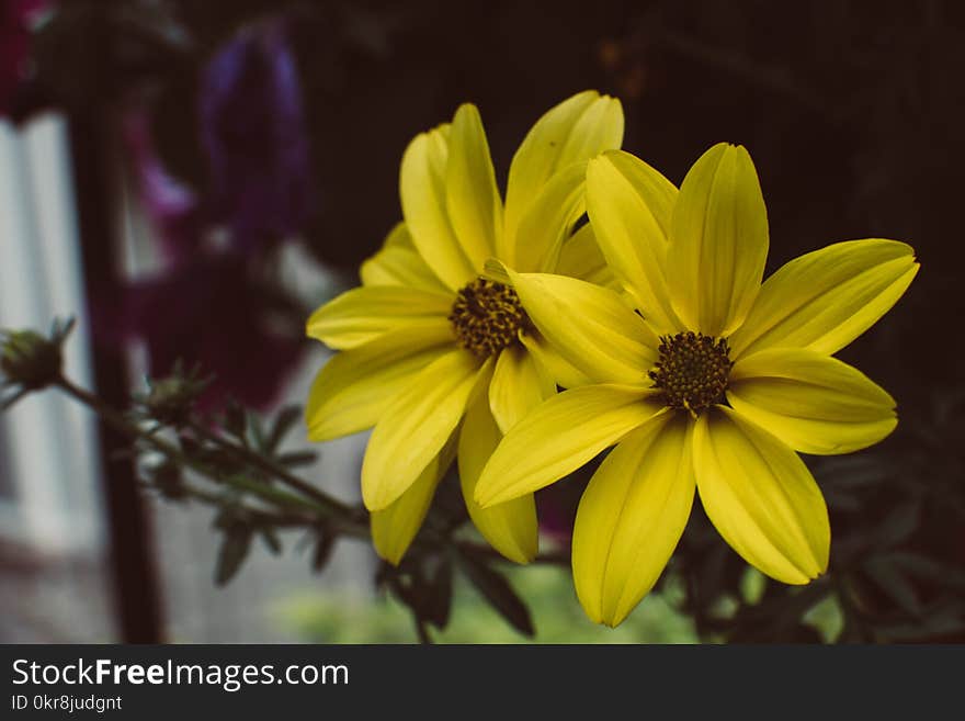 Close-up Photography of Yellow Petaled Flowers