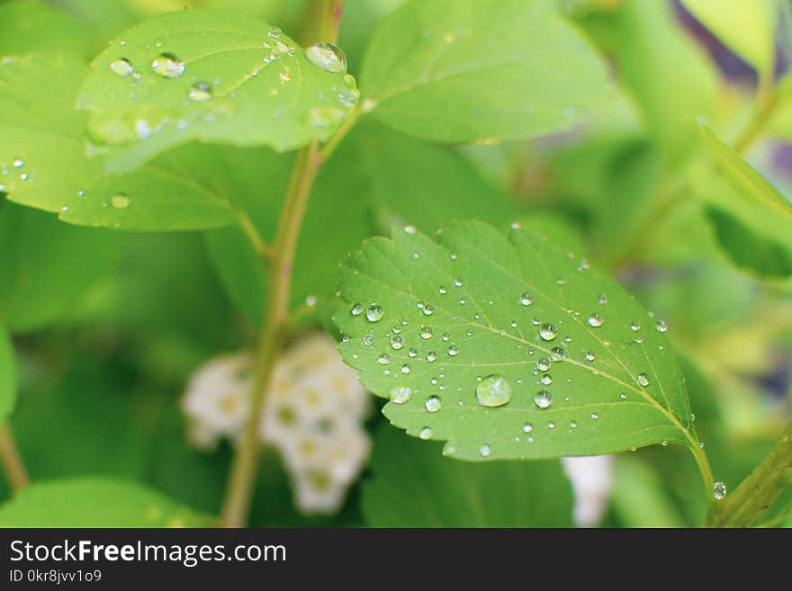 Water Droplets on Green Leaves