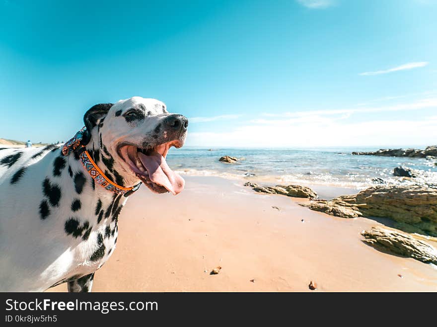 Photography of a Dog on Seashore