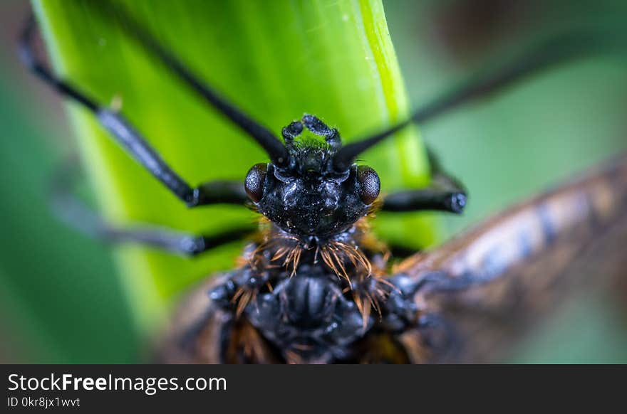 Macro Photography of Brown and Black Beetle