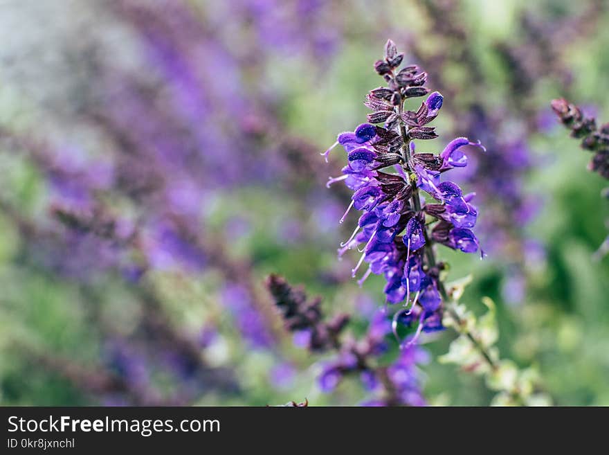 Selective Focus Photography Purple Petal Flower Plant