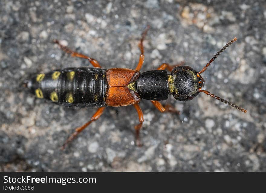 Macro Photography of Insect