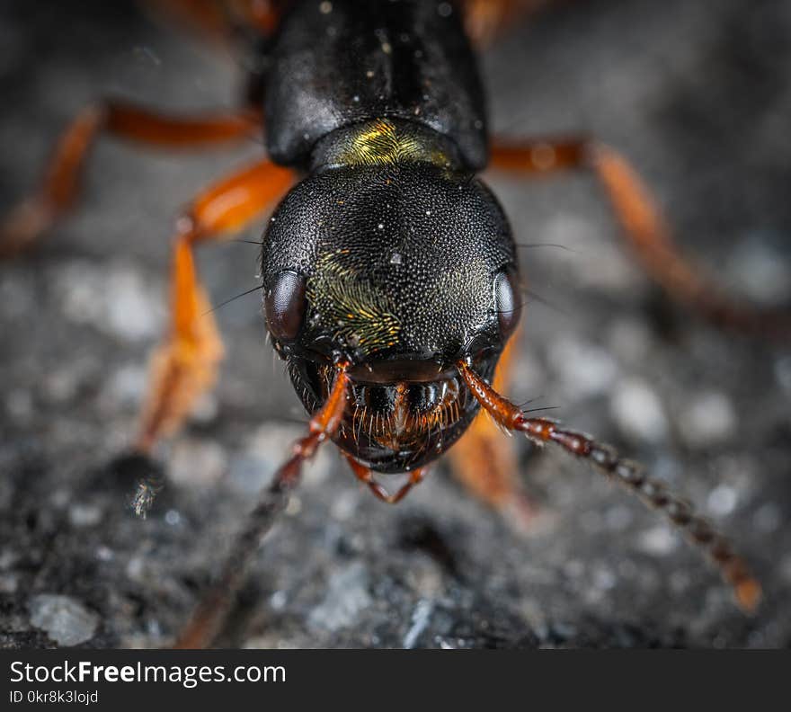 Macro Shot Photography of Insect Head