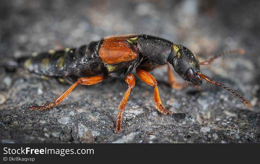 Black and Orange Beetle on Grey Surface