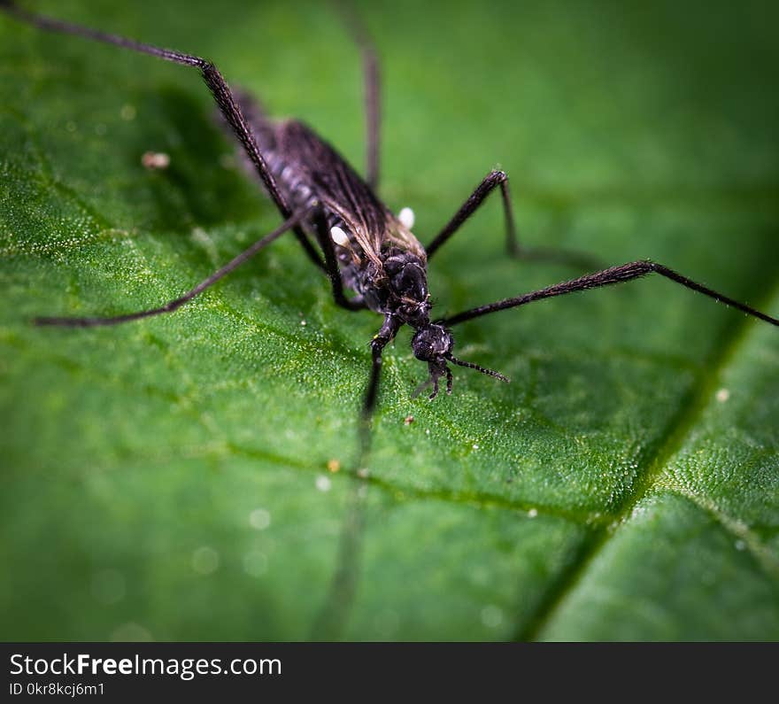 Black and Brown Crawling Insect on Green Leaf