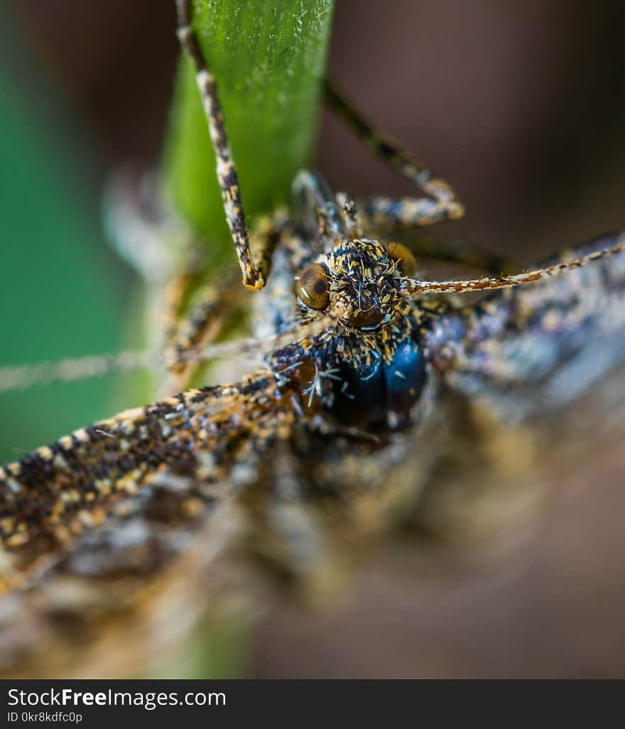 Close-up Photography of Brown Winged Insect on Leaf Stem