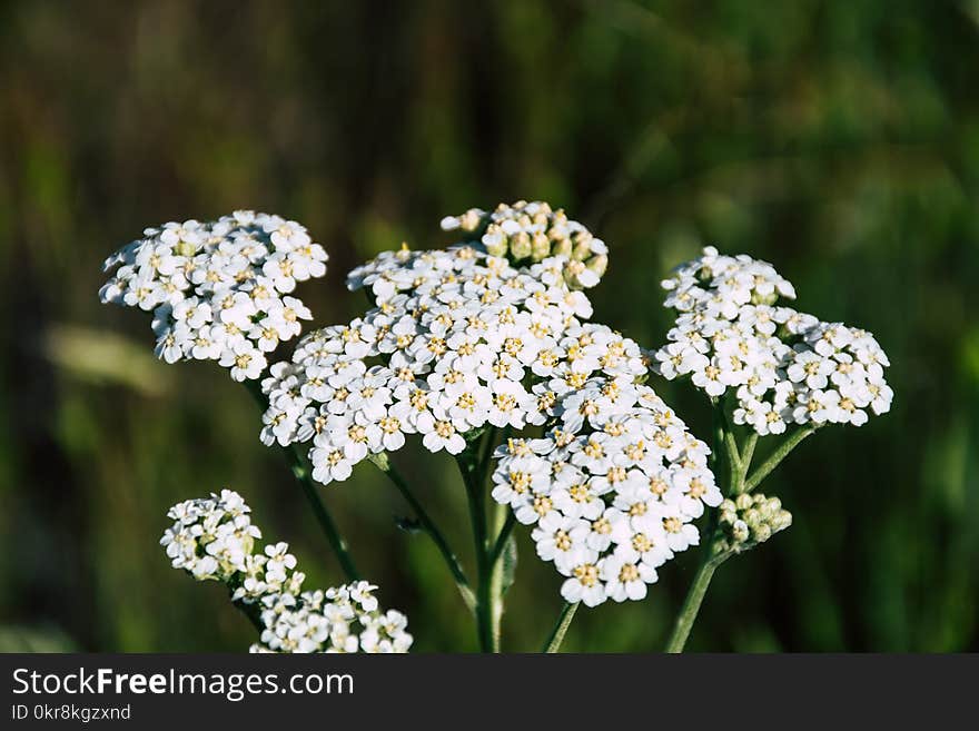 Selective Photography of White Petaled Flowers at Daytime