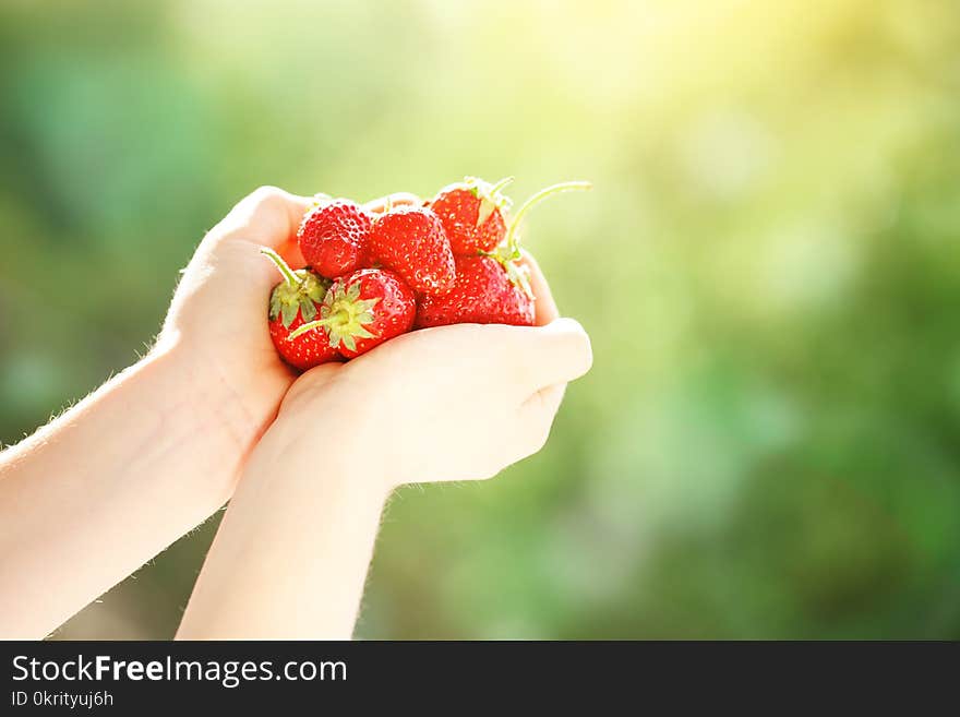 The child is holding strawberries in the garden. Strawberry. Harvest. Selective focus. Background with copy space.