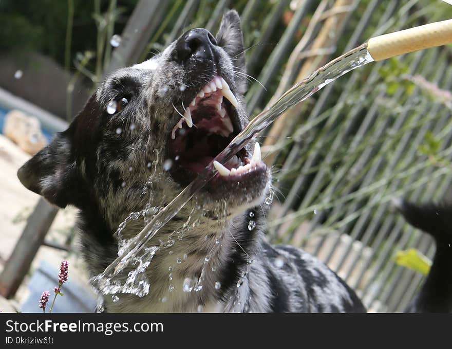 Dog playing with water jet outdoors