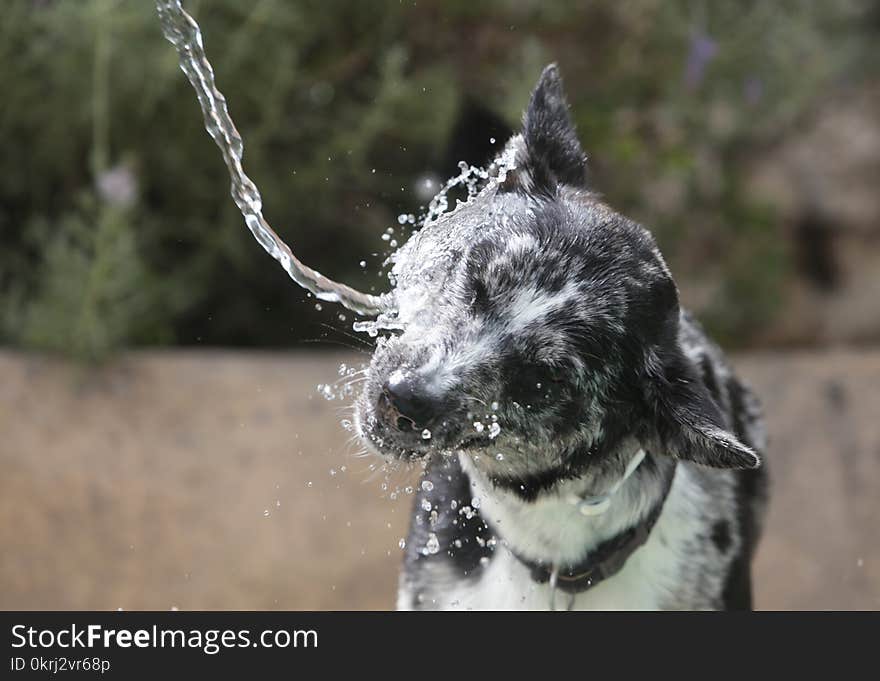 Dog playing with water jet outdoors