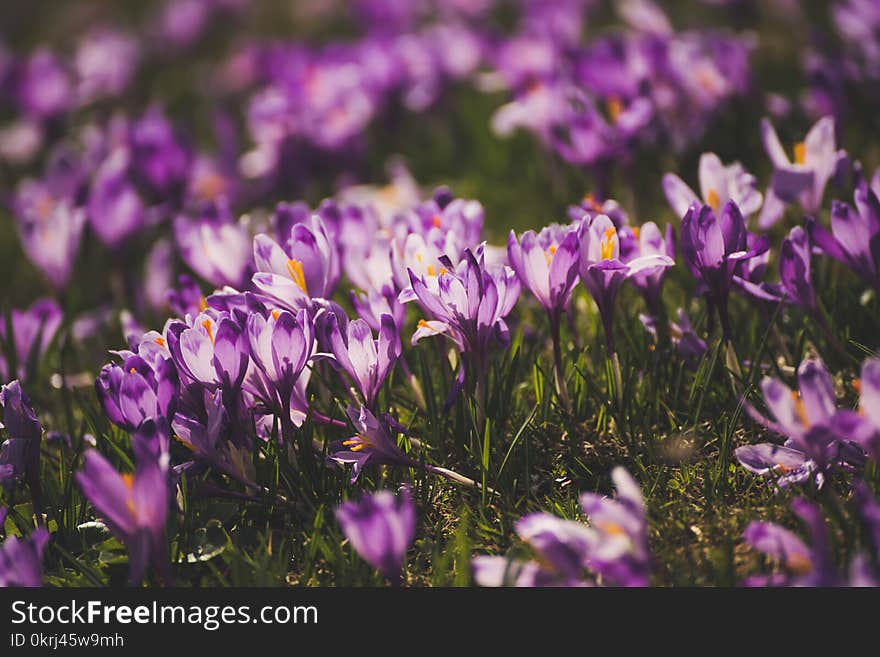 Spring crocus flowers