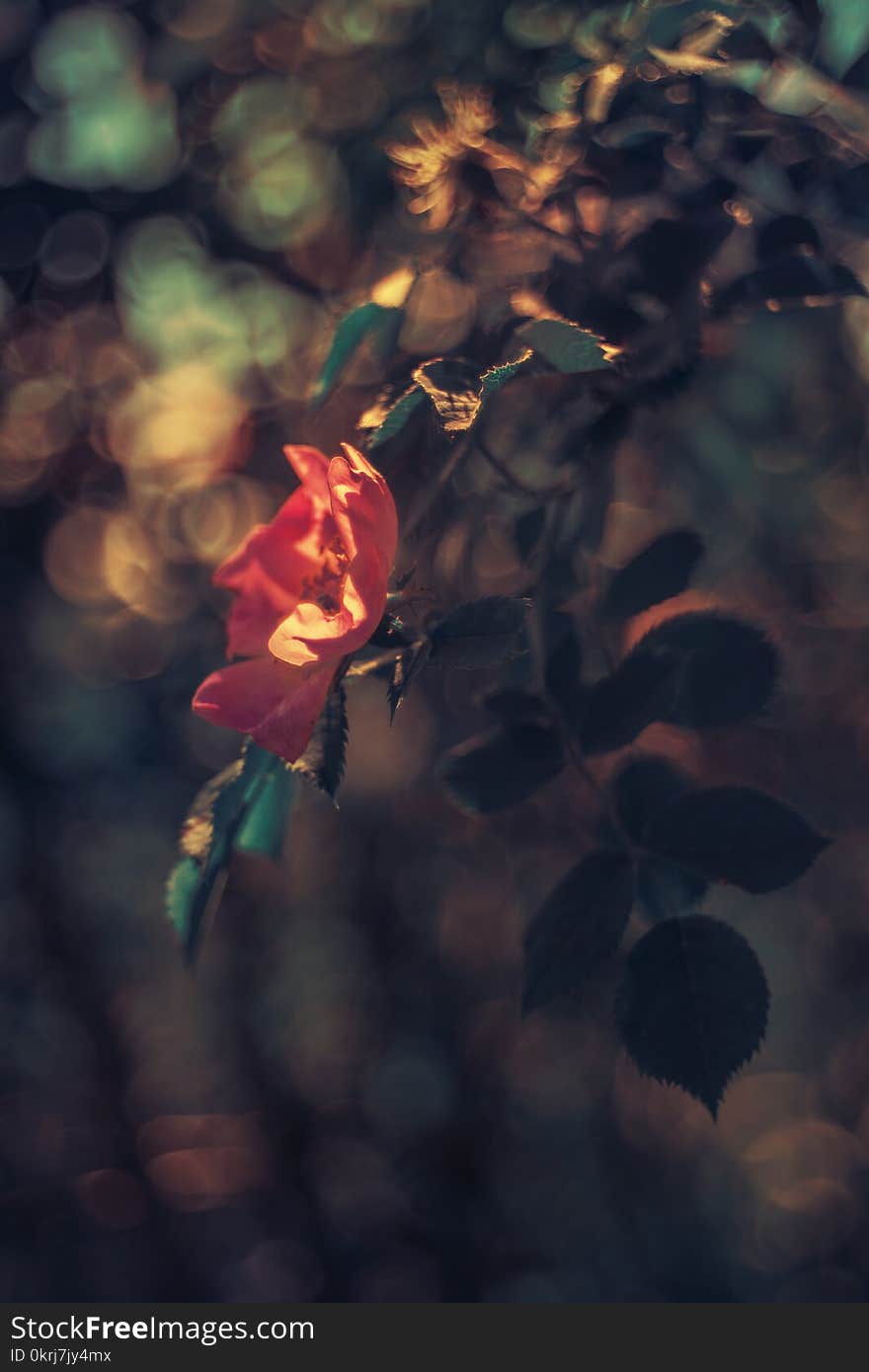 Dog rose in sunset