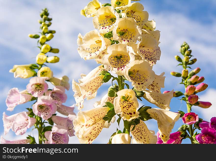 Beautiful foxglove Digitalis purpurea in the garden in sunny day