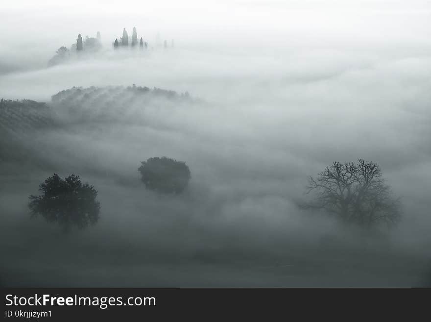 Beautiful foggy sunrise in Tuscany, Italy with separate trees under the fog. Natural misty background in minimalism style. Beautiful foggy sunrise in Tuscany, Italy with separate trees under the fog. Natural misty background in minimalism style