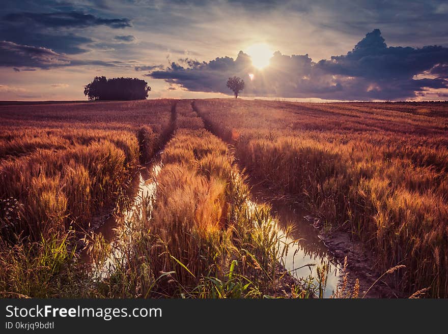 Sunset over Polish wheat fields.