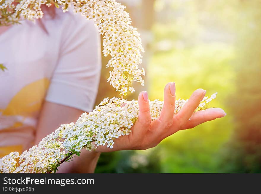 Beautiful Flowering Shrub Spirea . Background With Flowers For Spring Day, Sunset. Hand With A Branch In The Foreground