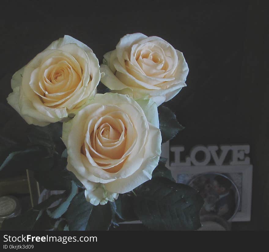 peach beige light three roses on a black background with the inscription love