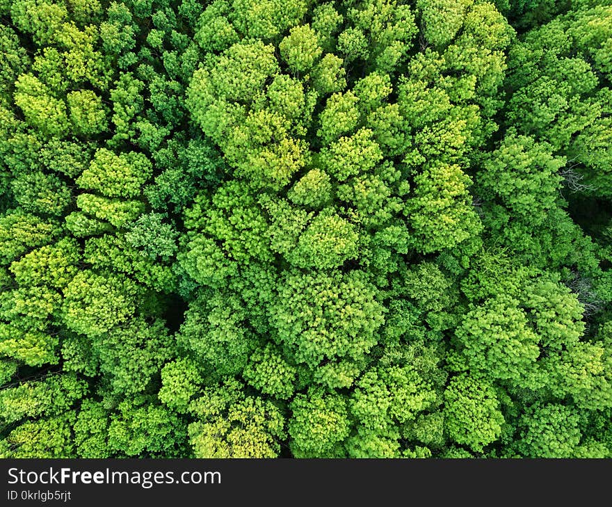 Aerial View Beautiful Deciduous Forest. Photo From The Drone