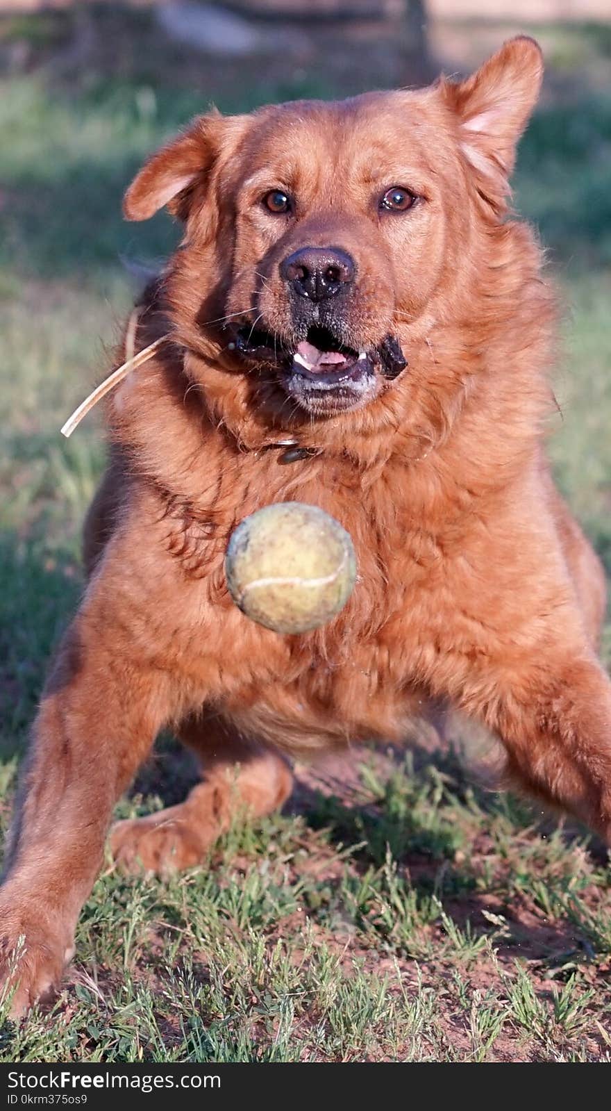 pet animals, brown dog playing. pet animals, brown dog playing