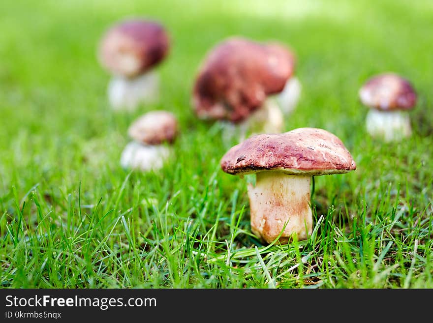 Close-up porcini growing in forest. Cep fungi at green grass glade. Gathering wild edible mushrooms concept. Copyspace