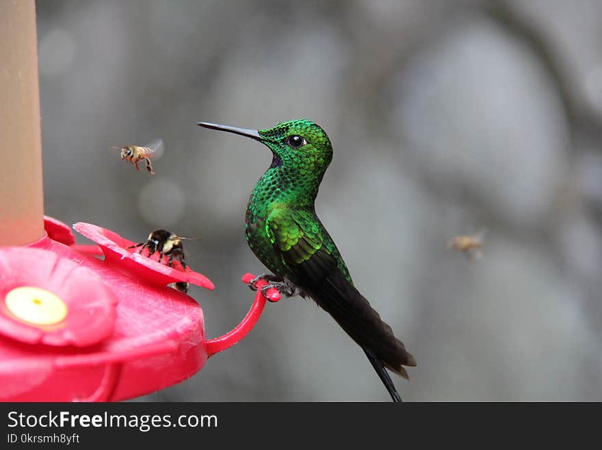 Photo of Green and Black Hummingbird Perched on Red Branch