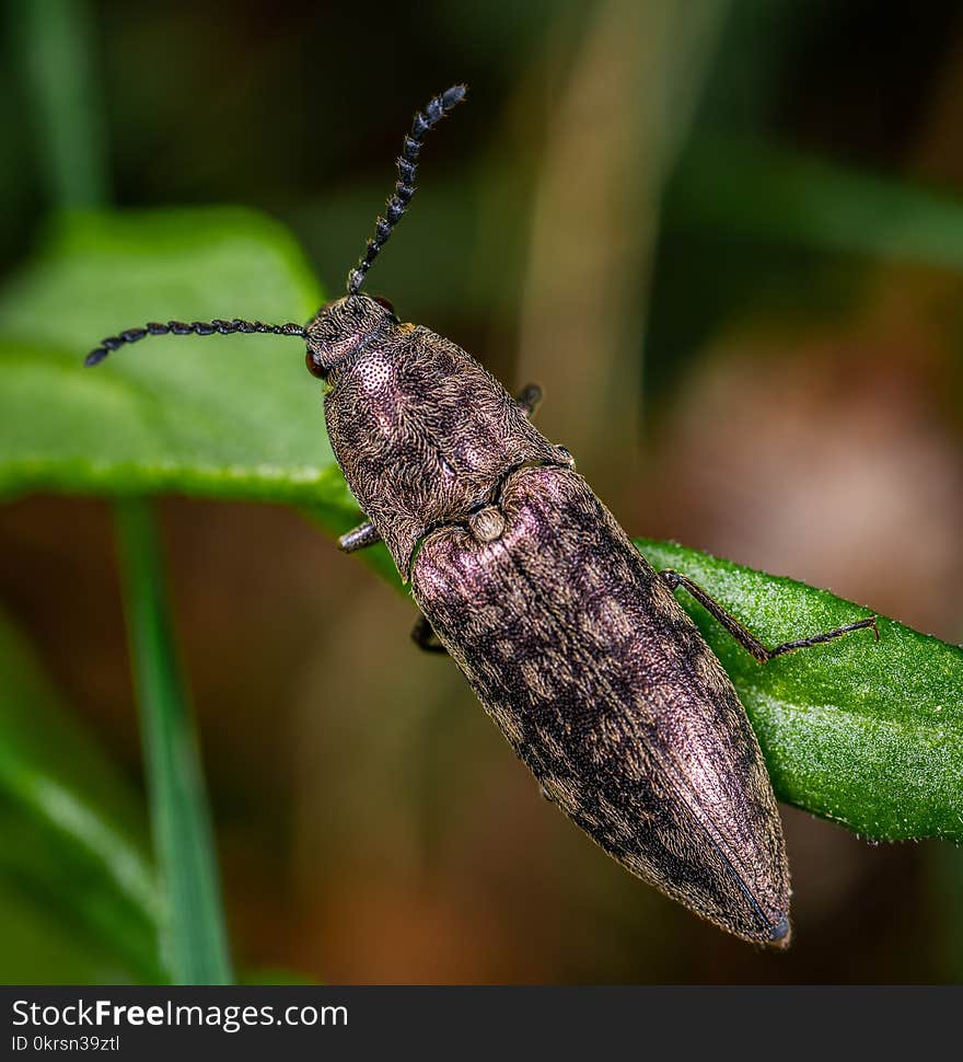 Brown and Black Beetle on Green Leaf