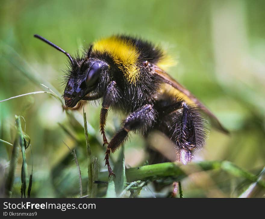 Close Up Photography of Honeybee Perching on Leaf